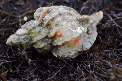 Scabrotrophon stuarti