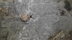 Oreohelix strigosa