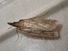 Eudonia pallida