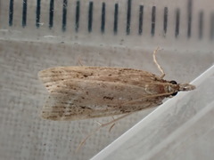 Eudonia pallida