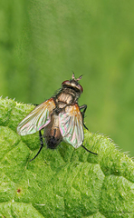 Lydina