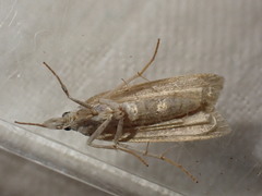 Eudonia pallida