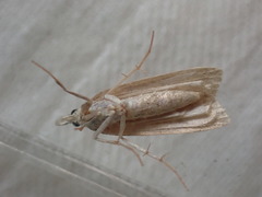 Eudonia pallida