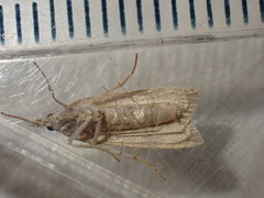 Eudonia pallida