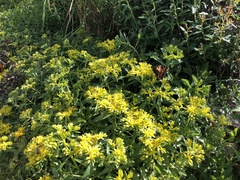 Phedimus kamtschaticus