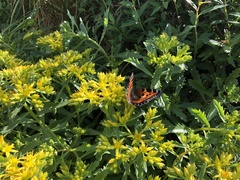 Phedimus kamtschaticus