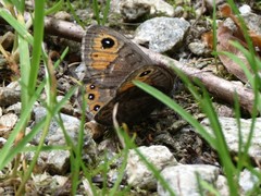 Lasiommata petropolitana