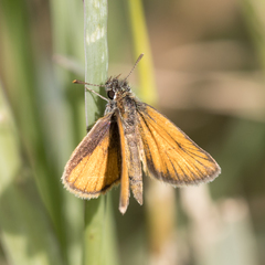 Ancyloxypha nitedula