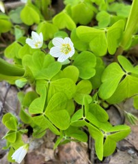 Oxalis acetosella