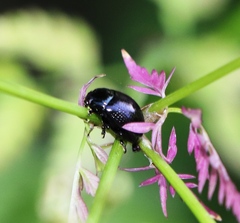 Chrysolina oricalcia