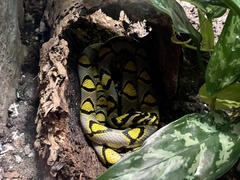 Euprepiophis mandarinus