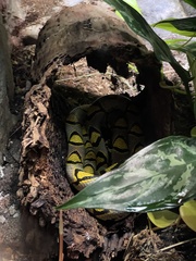 Euprepiophis mandarinus