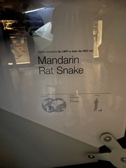 Euprepiophis mandarinus