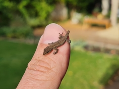 Lygodactylus capensis