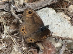 Lasiommata petropolitana