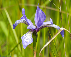 Iris prismatica
