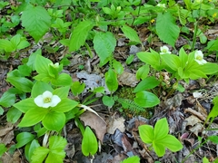Cornus canadensis