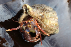 Elassochirus tenuimanus