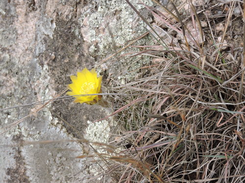 Image of Lobivia Aurea (Lobivia aurea) by no rights reserved