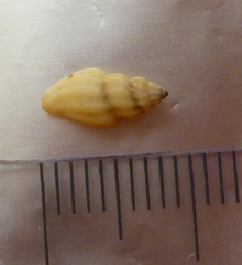 Mangelia
