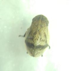 Lepyronia coleoptrata