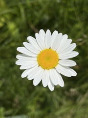 Leucanthemum vulgare