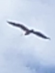 Pelecanus erythrorhynchos