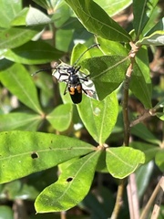 Typocerus lunulatus