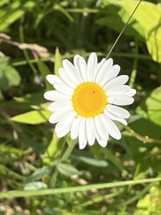 Leucanthemum vulgare