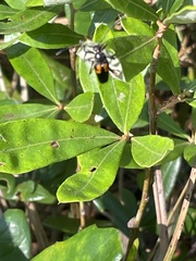 Typocerus lunulatus