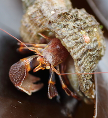 Elassochirus tenuimanus