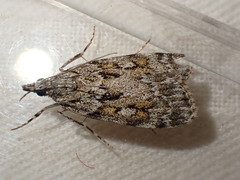 Scoparia pyralella