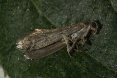 Ephestia elutella