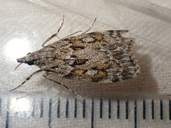 Scoparia pyralella