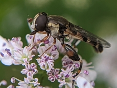 Syritta pipiens