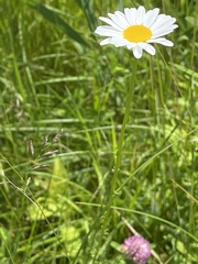 Leucanthemum vulgare
