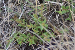 Comandra umbellata