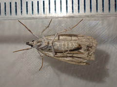 Scoparia pyralella