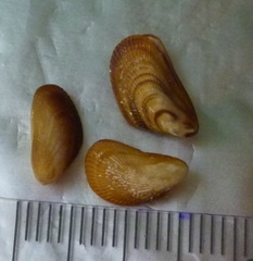 Brachidontes pharaonis