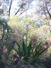 Doryanthes excelsa