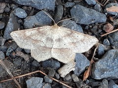 Euchlaena marginaria