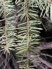 Pseudotsuga menziesii glauca