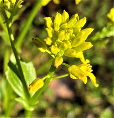Barbarea vulgaris