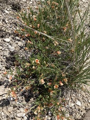 Zygophyllum pinnatum