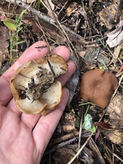 Gyromitra perlata
