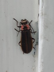 Podabrus brevicollis