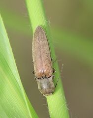 Synaptus filiformis