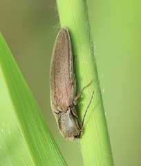 Synaptus filiformis