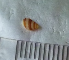 Alvania cimex