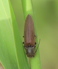 Synaptus filiformis